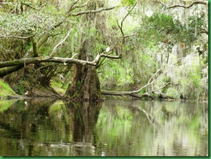 See the Ibis on the tree limb?