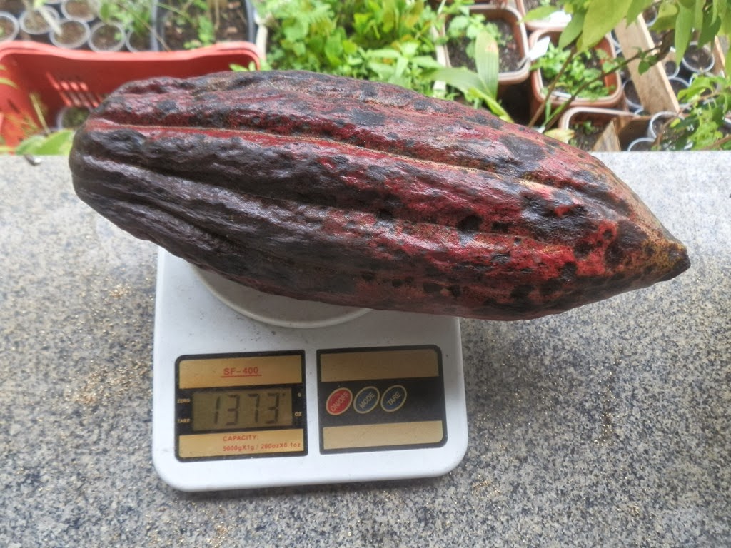 [Cacao-Vermelho-Gigante-25.jpg]