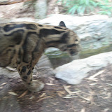 A clouded leopard at the Nashville Zoo 09032011b