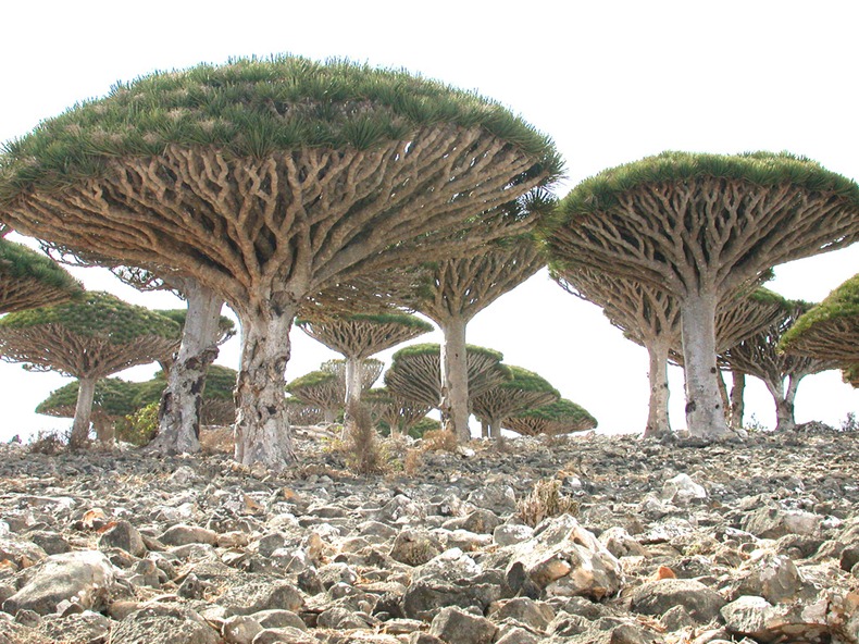 جزيرة سوقطره عندما تكشف الطبيعة عن جمالها  Socotra-2%25255B6%25255D