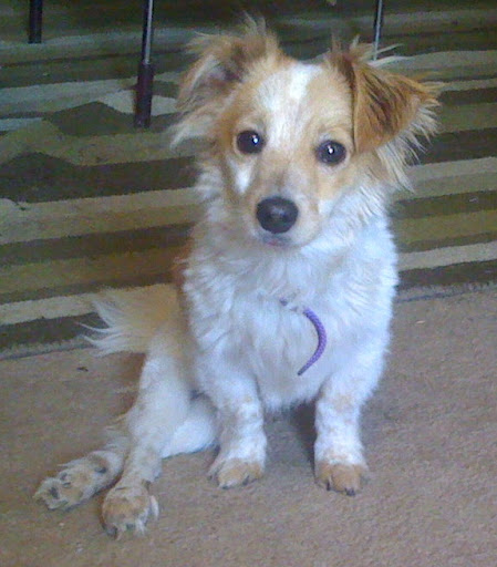 Lovable Milton had limited use of his back legs but was still full of energy and able to get around. His adopter... Lovable Milton had limited use of his back legs but was still full of energy and able to get around. His adopter...