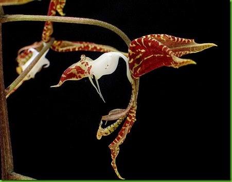 OR Gongora fulva OR Gongora fulva