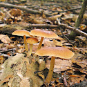 Russet Toughshank/Eikebladzwam