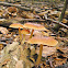 Russet Toughshank/Eikebladzwam