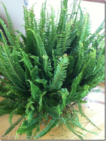 ferns 2 ferns 2