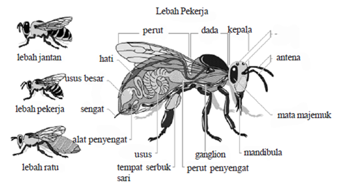 bagian bagian tubuh lebah bagian bagian tubuh lebah