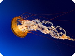 Jellyfish
