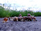 jazernica-snails-2008-01.JPG