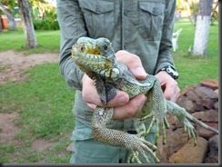 AF - mikkel & iguana AF - mikkel & iguana