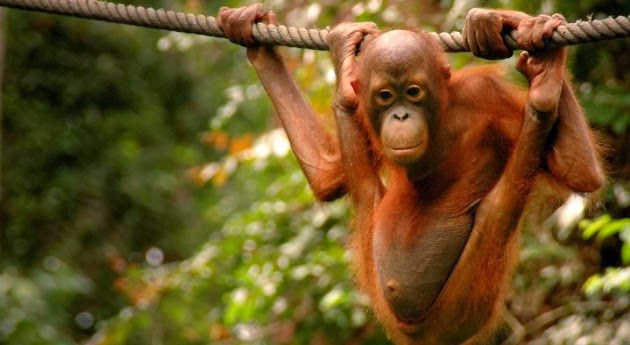 Sepilok_orang-utan_sanctuary Sepilok_orang-utan_sanctuary
