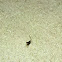 grasshopper