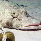 Crocodile fish (Mabul)