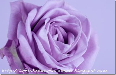 names-lavender-roses-1.1-800x800