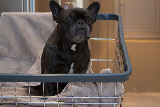 Sharkey, I don't mind being bathed.  Let's face it.  We Frenchies really know how to become stinky.  We live on a farm for goodness sakes!  Getting stinky may be fun, but it's not the greatest fragrance.