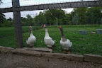 Oh the cacophony!!!  Those geese are screaming at me to leave.  If not for that fence, I'd be in great danger!
