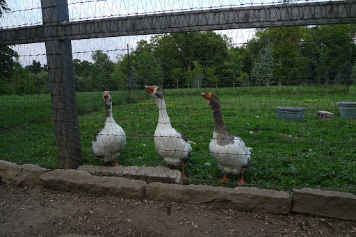 Oh the cacophony!!!  Those geese are screaming at me to leave.  If not for that fence, I'd be in great danger!