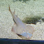 Acuario del Zoo de Madrid Acuario del Zoo de Madrid