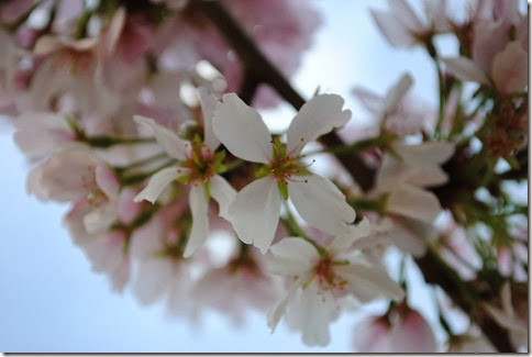 DSC_0043 DSC_0043
