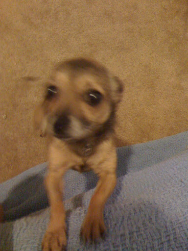 I need help getting on the couch and bed so Mommy always help me up!