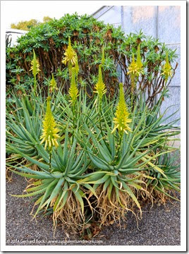 141123_UCDA_Aloe-arborescens-yellow_003