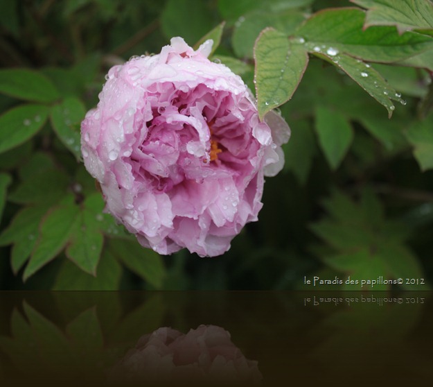IMG_0836 IMG_0836