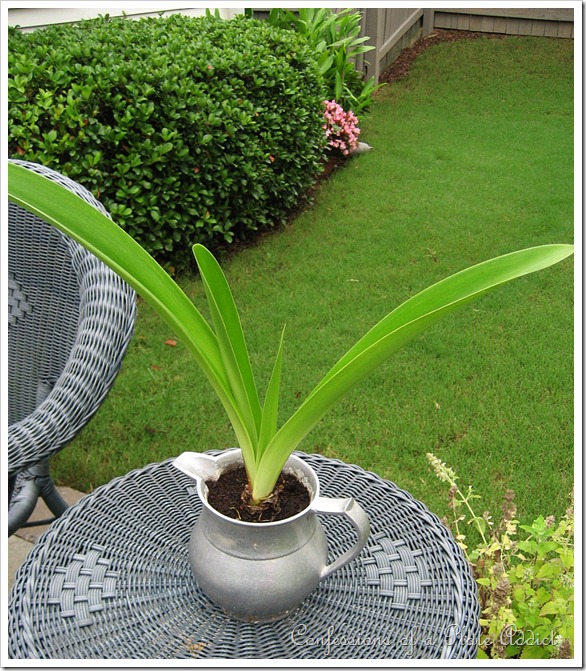 amaryllis amaryllis