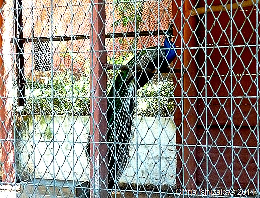 42- Glória Ishizaka - Marília -pavão