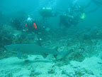 Buceo, Colombia, Suramérica Slideshow