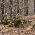 singold-bote_waldlehrpfad-schwabegg_005.jpg
