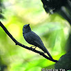 Rufous-winged Philentoma-05.jpg