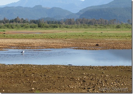 Gull and Killdeer