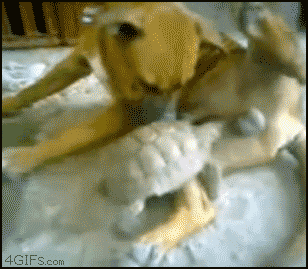 [turtle-power%255B2%255D.gif]