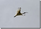 white-ibis-2