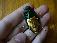 Insect Jewelery