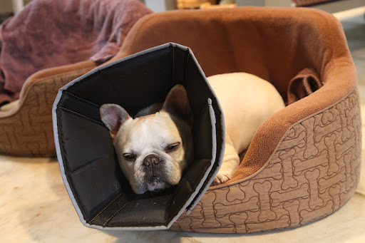 When they returned home from the vet, they were both groggy from the anesthesia and quickly fell asleep.