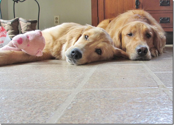 Sleepy5 Sleepy5