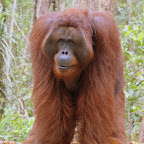 Bonorogo, erster grosser Affe. Aber er ist nicht das dominante Männchen!