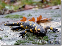 salamandra salamandra