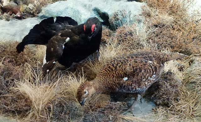 [blackgrouseandgrouse3.jpg]