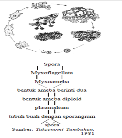 Daur hidup Puligo Daur hidup Puligo