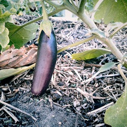 eggplant