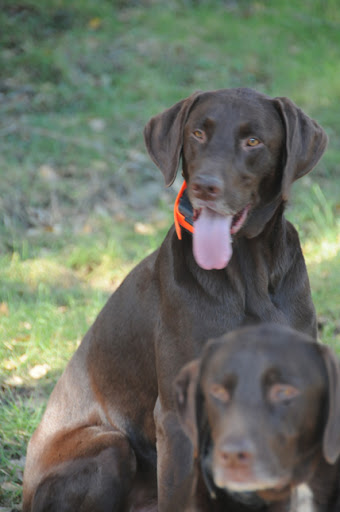 Good Dogs