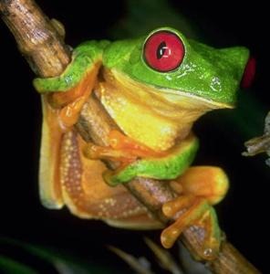 [anfibios_colombia%255B4%255D.jpg]
