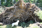 And look at this toppled linden tree!  Franny, what are you doing down in that pit?