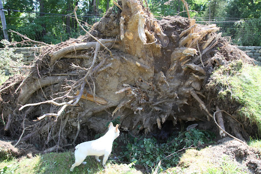 And look at this toppled linden tree!  Franny, what are you doing down in that pit?