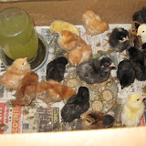 chicks are growing fast...
