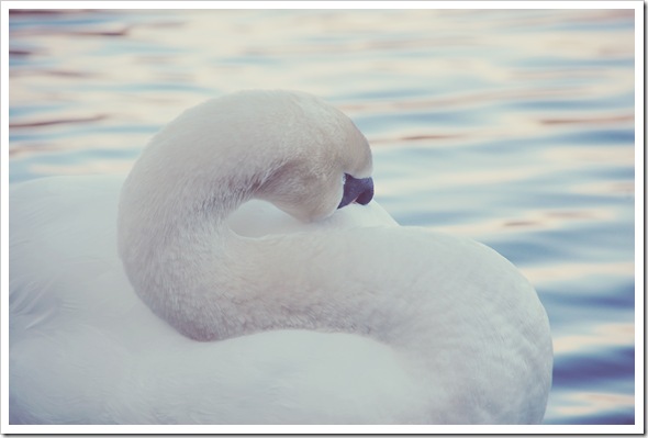 Mute Swan Soft 1
