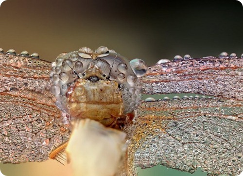 amazon insects amazzonia insetti