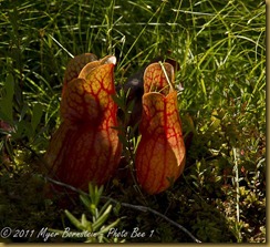 Pitcher-Plant