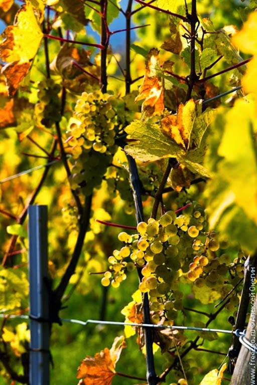 clip_image011 clip_image011